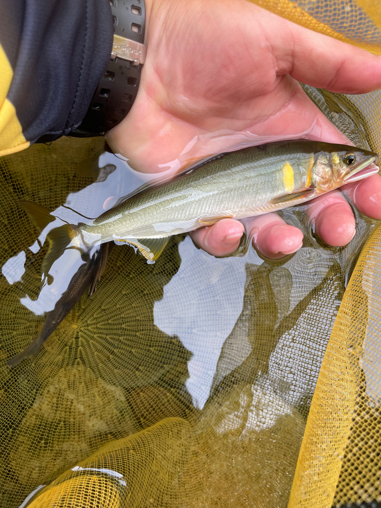 奈良県　天川村　鮎