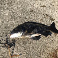 大粒イガイびっしり