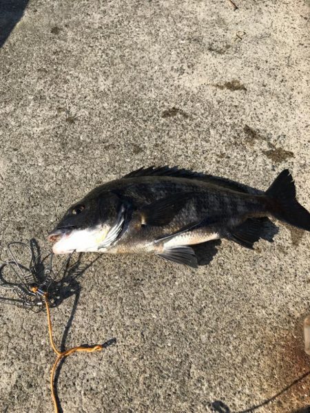 大粒イガイびっしり