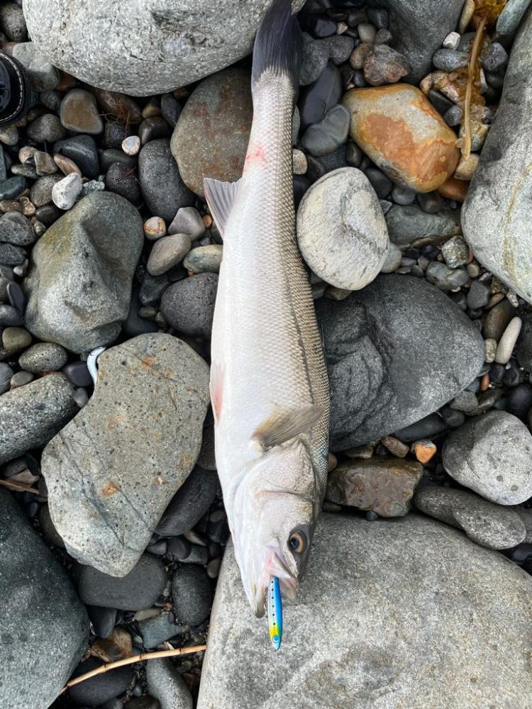 とうとうシーバスご在宅