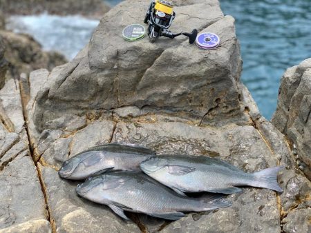 尾長を求めてパート2