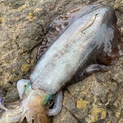 春イカエギング