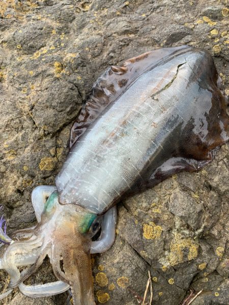 春イカエギング