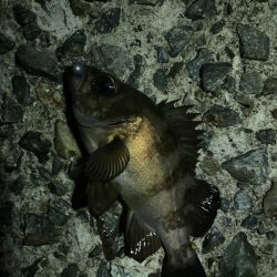 メバルは高活性