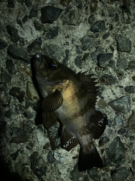 メバルは高活性