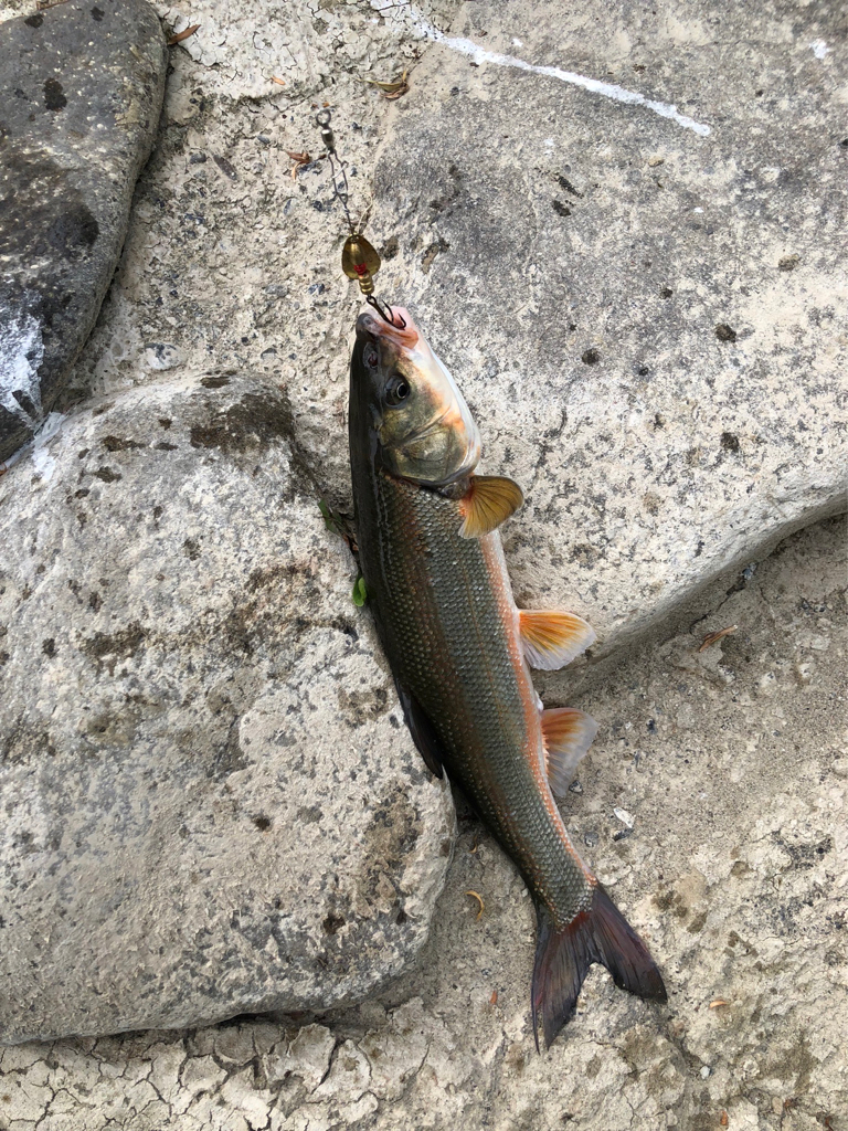 ほのぼの支流釣り