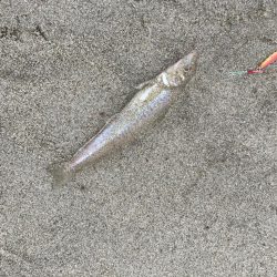 吹上浜五目釣り