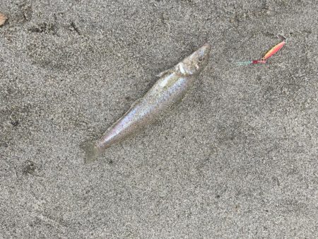 吹上浜五目釣り