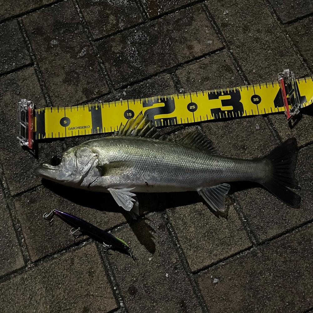 ラザミンで初シーバス