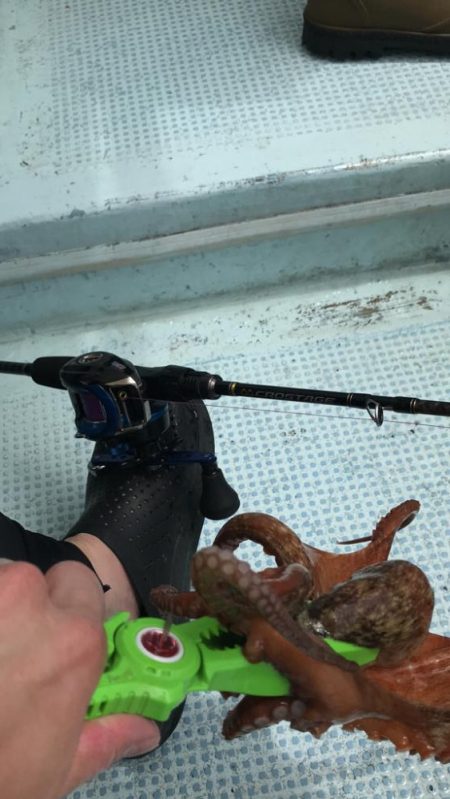 今シーズン初のマダコ釣り！