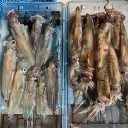 ２２日マイカ半夜便