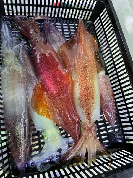 鳥取沖でイカメタル