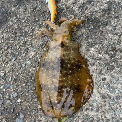 家島諸島エギング