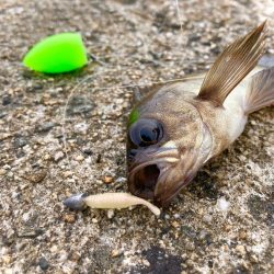 アジ不在。でもメバルは裏切らないにゃ。