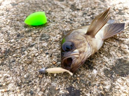 アジ不在。でもメバルは裏切らないにゃ。