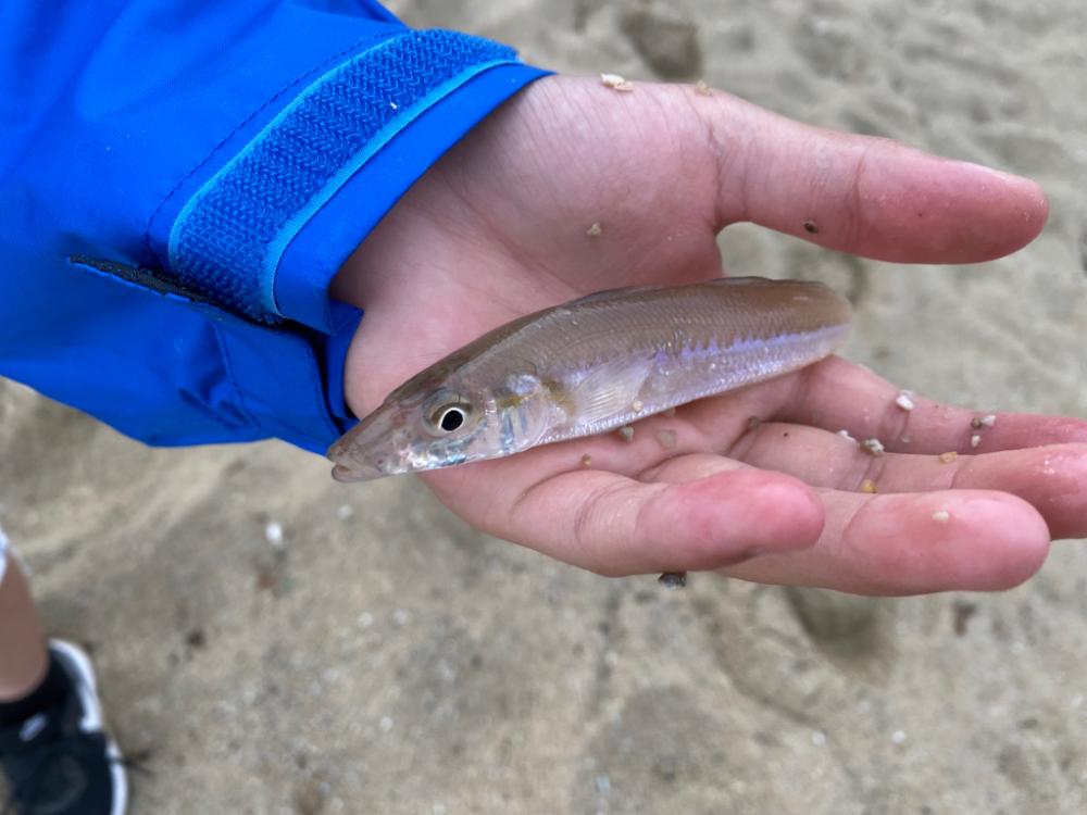 大浜公園でキス釣行