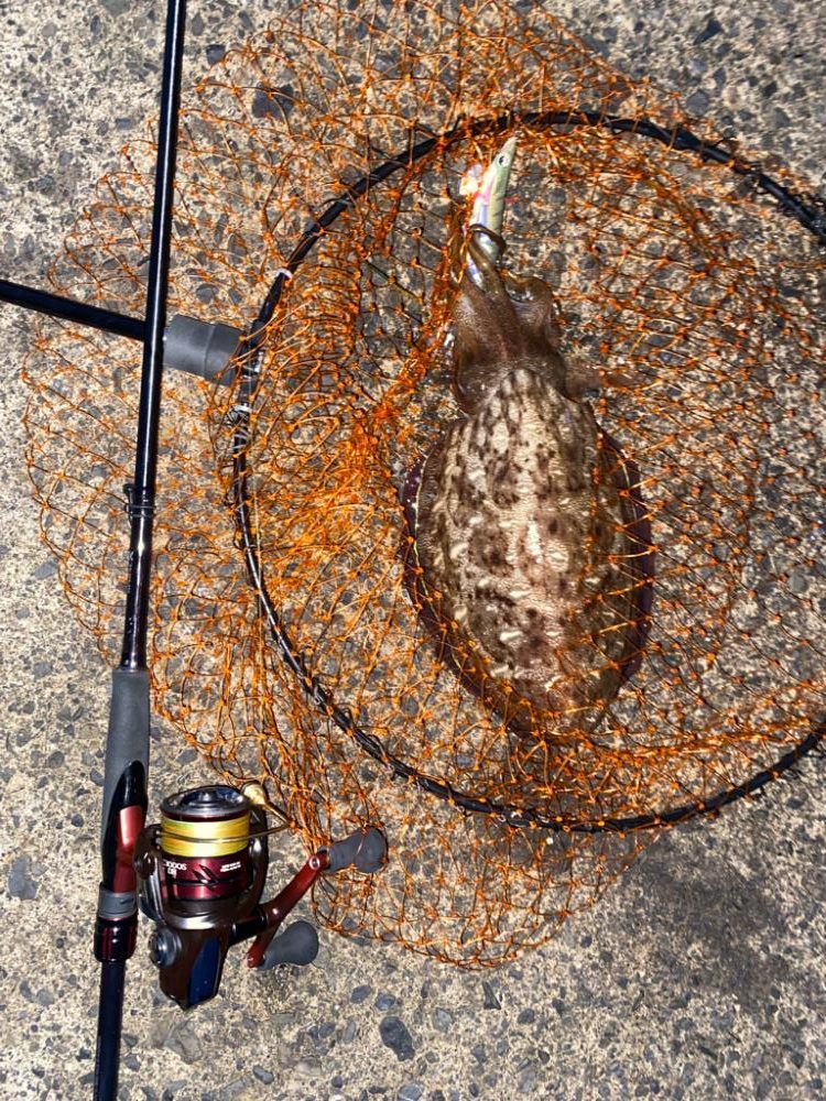 アオリではなくコウイカ