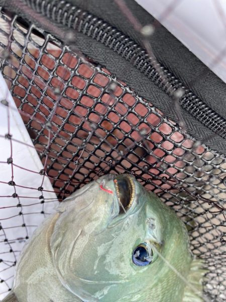 諦めなければグレは釣れる！？