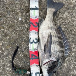 昨日と今日の釣果