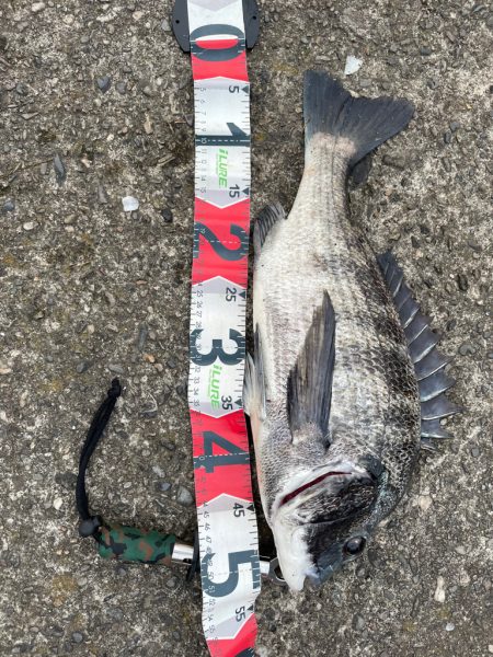 昨日と今日の釣果