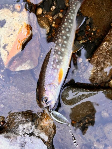 渓流ルアー
