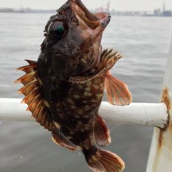 青イソメで根魚