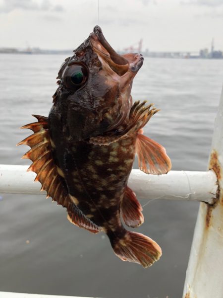 青イソメで根魚