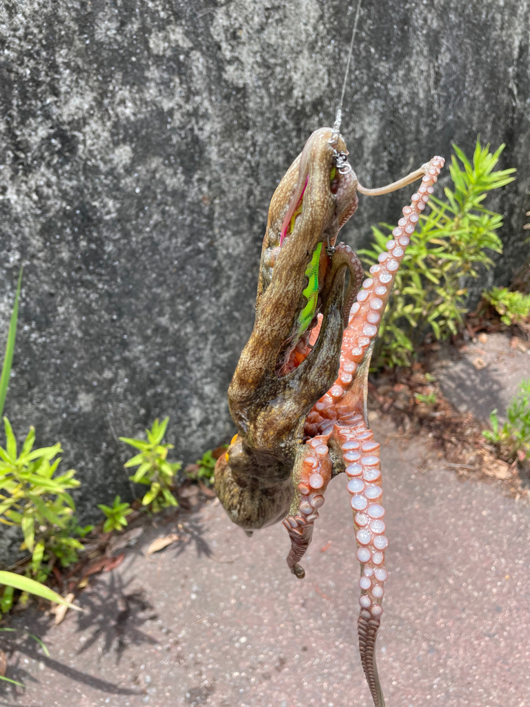 いつものパターン⁇