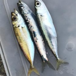 サビキ御三家２