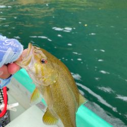 野尻湖のスモールマウスバス