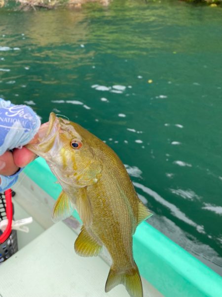 野尻湖のスモールマウスバス