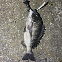 シーバス釣りでチヌ