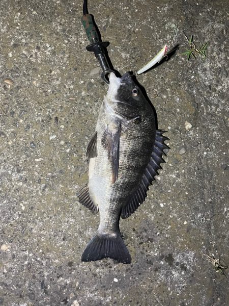 シーバス釣りでチヌ