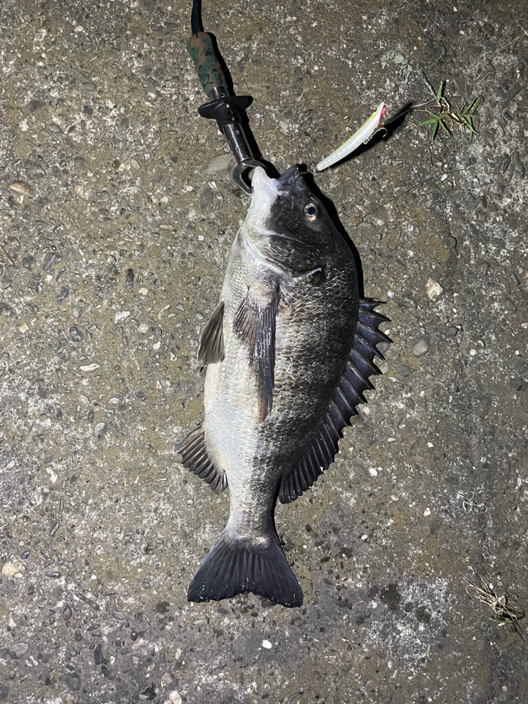 シーバス釣りでチヌ