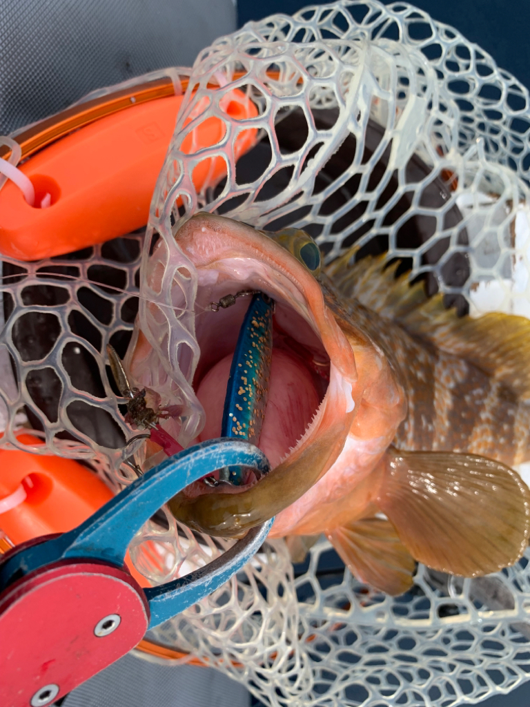 マイボートで真鯛、アコウ狙い