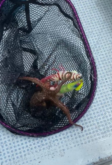 ぷりぷりタコエビでぷりタコゲット