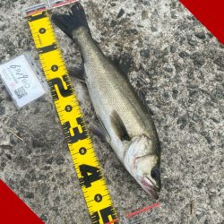 アタリが続く期待の中