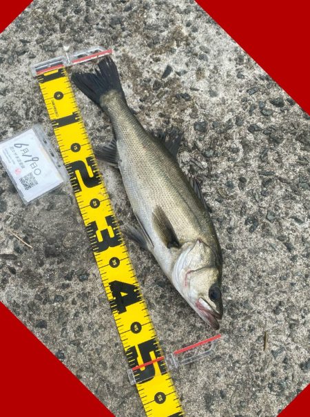 アタリが続く期待の中