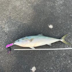 タモオレルド・デカブリお〜!(笑)