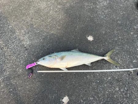 タモオレルド・デカブリお〜！（笑）