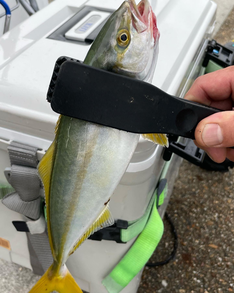 ようやくツバスが釣れました*\(^o^)/*