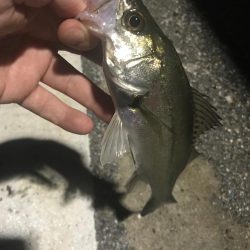 セイゴとマゴチ