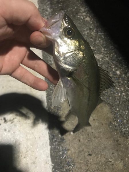 セイゴとマゴチ