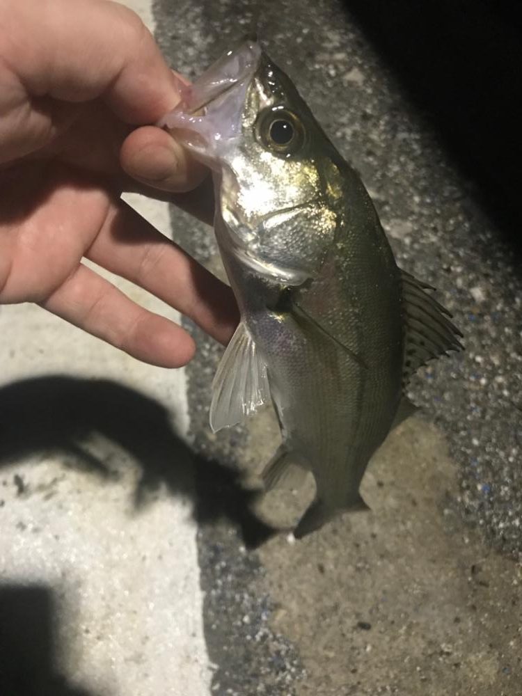 セイゴとマゴチ