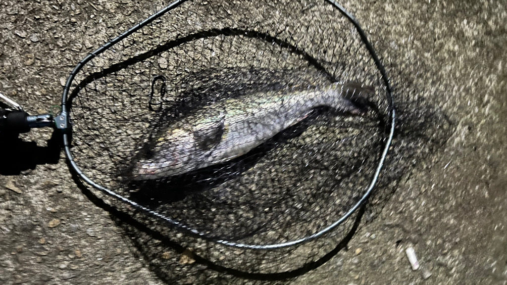 久々のシーバス