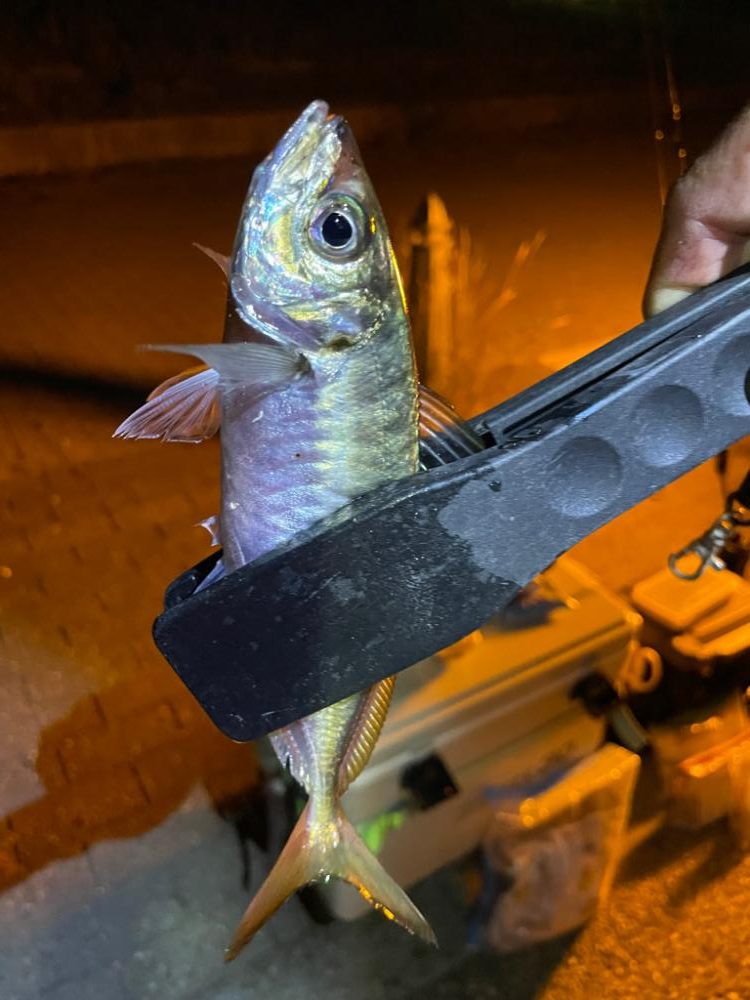 久しぶりに魚が釣れました