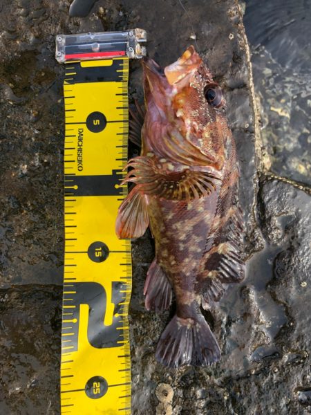 いよいよ夏本格化？？