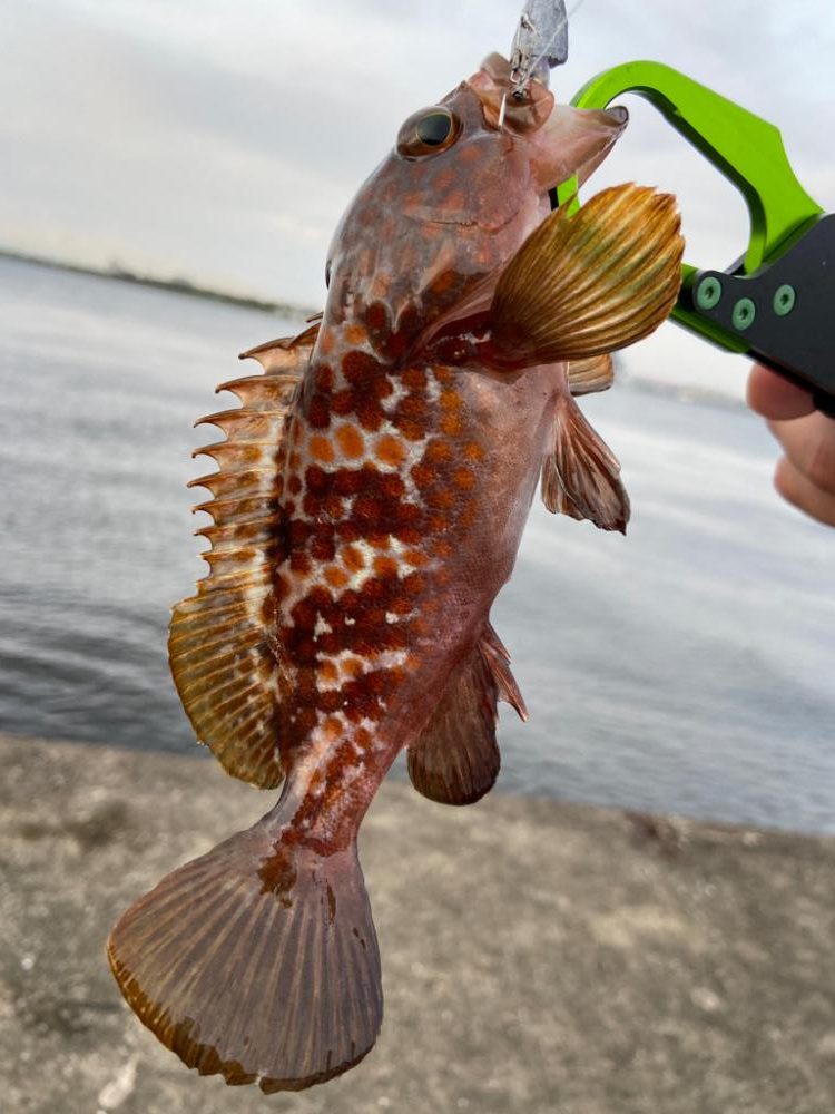 トレジャーハント