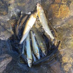 鮎釣り
