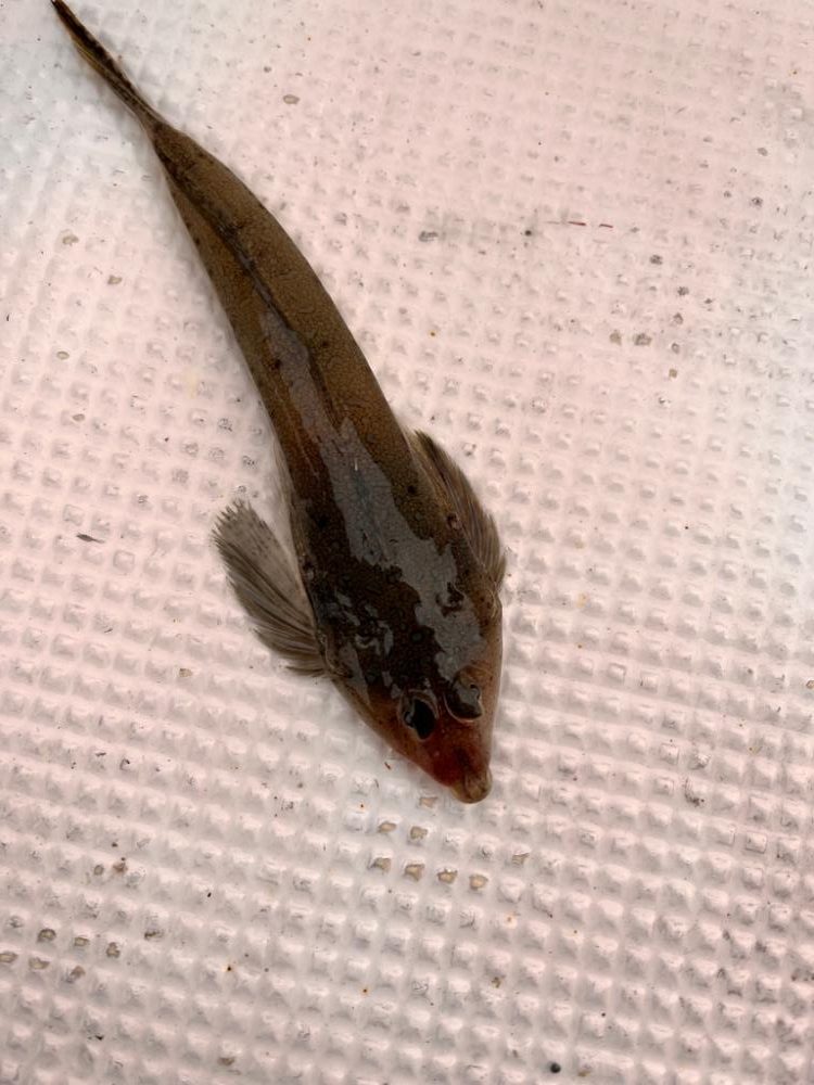 近場でエサ釣り